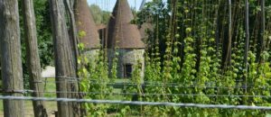 Hop Garden with Oast view at Kent Life