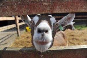 Goat through fence at Kent Life