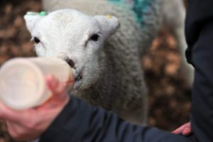 Lamb Feeding at Kent Life